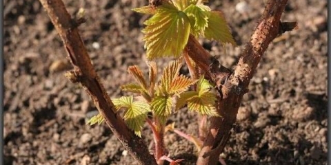 Kako posaditi maline u proljeće: upute korak po korak